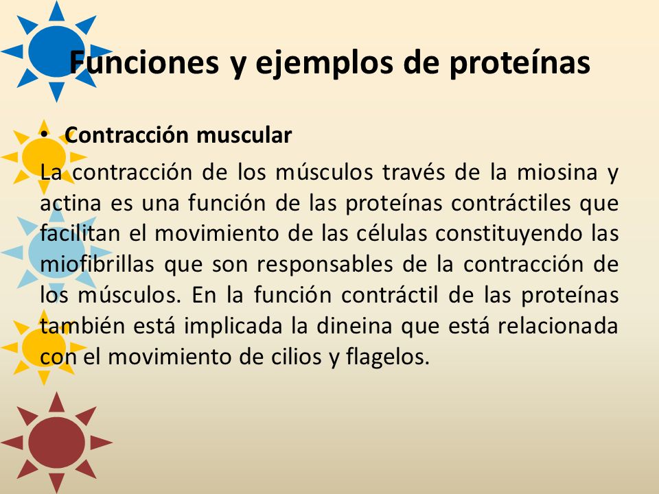 funciones de la proteinas contractiles